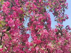 -大兴滨河森林公园