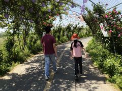 -苏州太湖西山岛开心农场