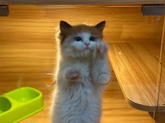 -猫十亿·布偶金渐层·曼基康矮脚猫舍(青年路店)
