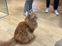 -藏猫猫咖啡主题馆(中央大道店)