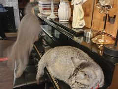 -猫岛主趣味餐厅(鼓浪屿店)