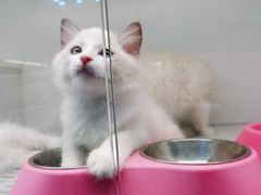 -lincat·猫舍(广州店)