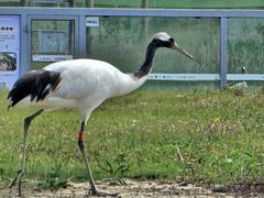 -盐城丹顶鹤湿地生态旅游区
