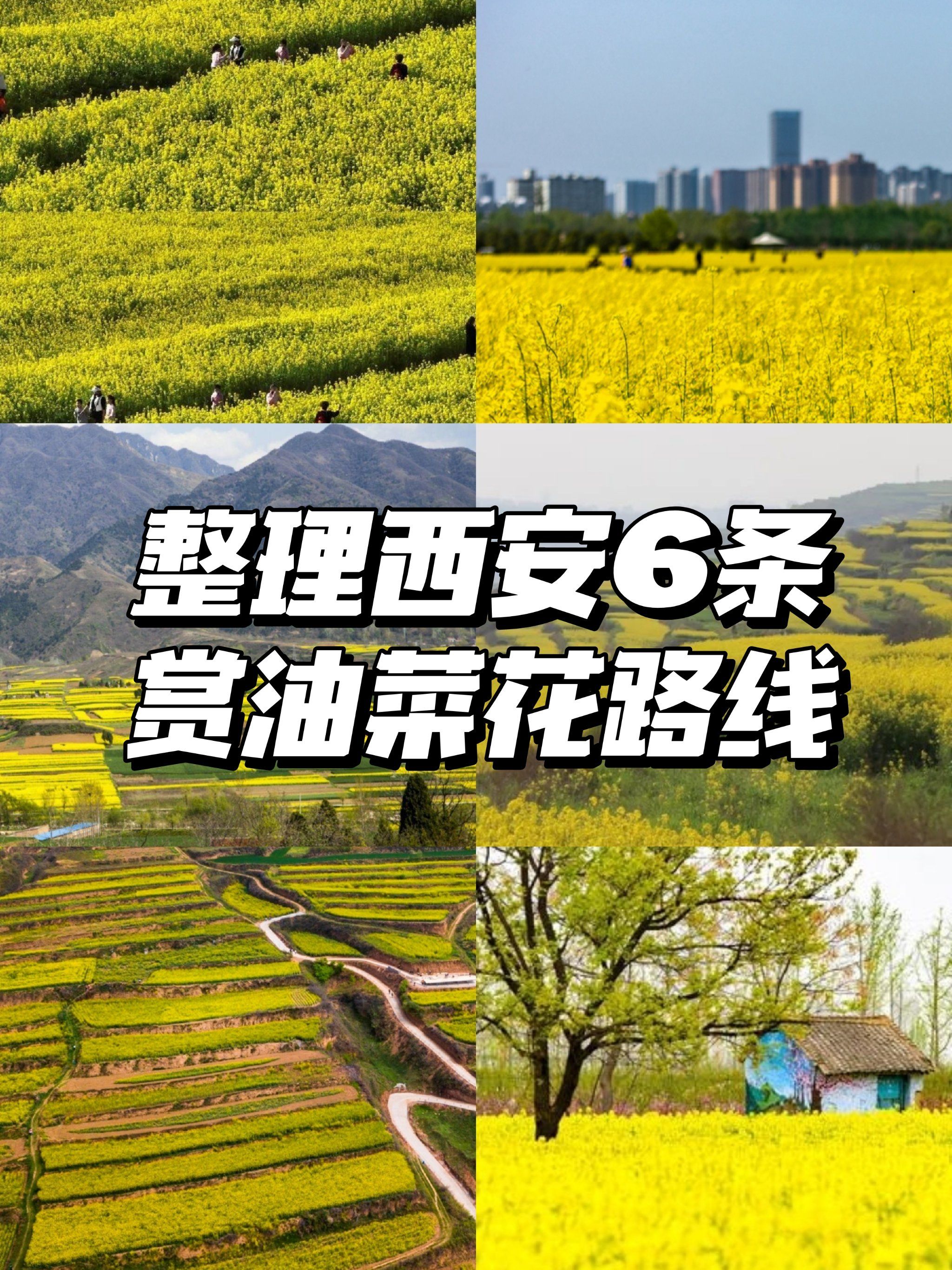 整理西安6条赏油菜花路线,绝美打卡地等你来!