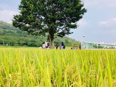 -艾米稻香小镇