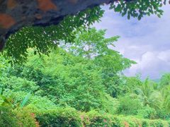 -西双版纳原始森林公园