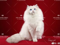 -超宠爱宠物摄影-Super pet