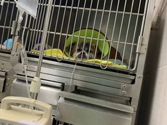 -瑞派动物医院·猫专科·至诚(江南中分院)