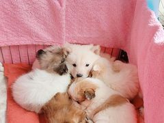 -桂林市花鸟市场