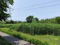 -长田漾湿地公园