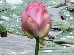 -长春市南湖公园