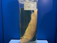 -上海海洋大学鱼文化博物馆(军工路校区)