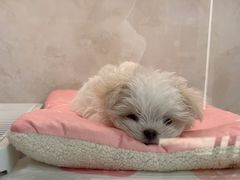 -翊宠yipet猫狗购宠庄园犬舍•猫舍