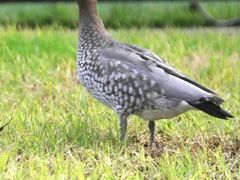 -墨尔本皇家植物园