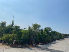 -龙大花卉苗木市场