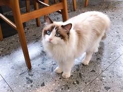 -CoffeeVendor(西乡店)