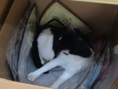 -芭比堂动物医院(广州爱宠下渡路分院)