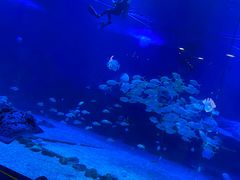 -烟台海昌鲸鲨海洋公园