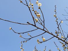 -杭州植物园