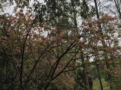 -武汉大学-樱园