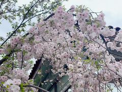 -高东镇樱花园