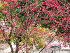 -乌山风景区