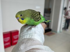 -怪兽屋·羊驼·猫咖·狗咖(俊华广场店)