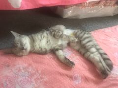 -瑞鹏宠物医院