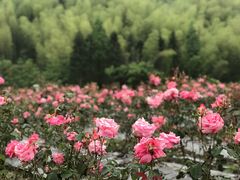 -亚龙湾国际玫瑰谷