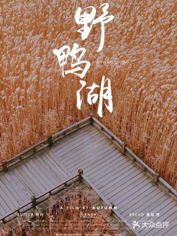 晚秋芦苇荡京郊野鸭湖电影氛围感拉满