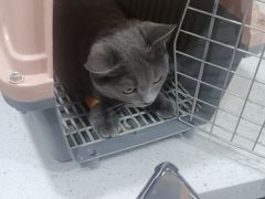 -芭比堂动物医院·CT·微创中心(新顺分院)