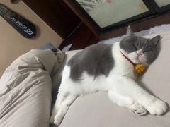 -佳雯宠物医院(四明中路分院)