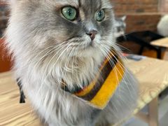-豆逗聊愈猫阁Easy Life