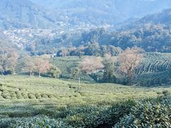 -西湖风景区十里琅珰-五云山