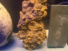 -贝林大翅鲸简餐厅(国家海洋博物馆店)