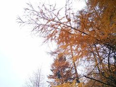 -秦岭风景区