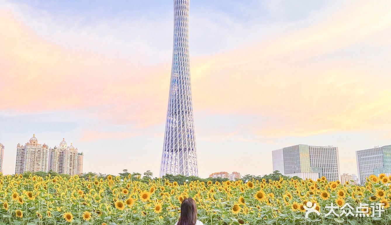 🌻金黄色向日葵花海 广州塔下的浪漫