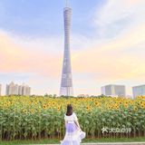 🌻金黄色向日葵花海 广州塔下的浪漫