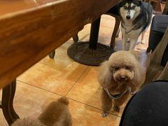 -more than meow吴止猫主题餐厅(承德 中船汇店)