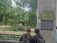 -中国大熊猫保护研究中心雅安碧峰峡基地