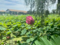 -荷花荡