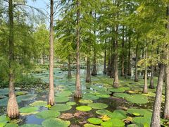 -池杉湖湿地公园