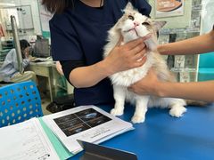 -瑞派申生动物医院·24H夜诊·国际动物医疗中心·骨外科(吴中路店)