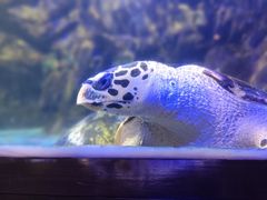 -太平洋海底世界