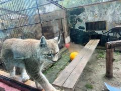 -青藏高原野生动物园