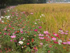 -桤木河湿地公园