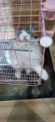 -Moni星球萌宠·小马宝莉·灵蛇·高端高阶全萌宠互动体验俱乐部(红豆国际广场店)