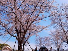 -上海滨江森林公园