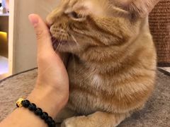 -滚猫咖啡·猫咖·猫友好撸猫(未来城店)