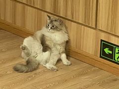 -白兔子密室(长寿路店)